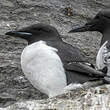 Guillemot de Brünnich