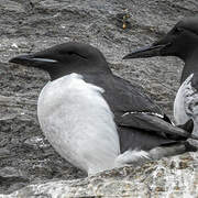 Guillemot de Brünnich