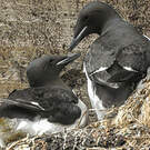 Guillemot de Brünnich