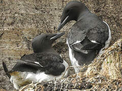 Guillemot de Brünnich