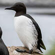 Guillemot de Troïl
