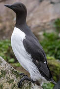 Guillemot de Troïl