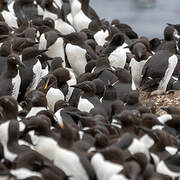 Guillemot de Troïl