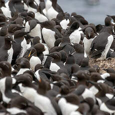 Guillemot de Troïl