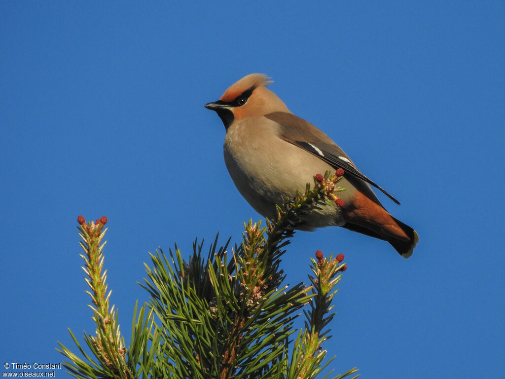 Bohemian Waxwingadult, identification, aspect, pigmentation