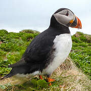 Atlantic Puffin