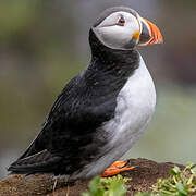 Atlantic Puffin