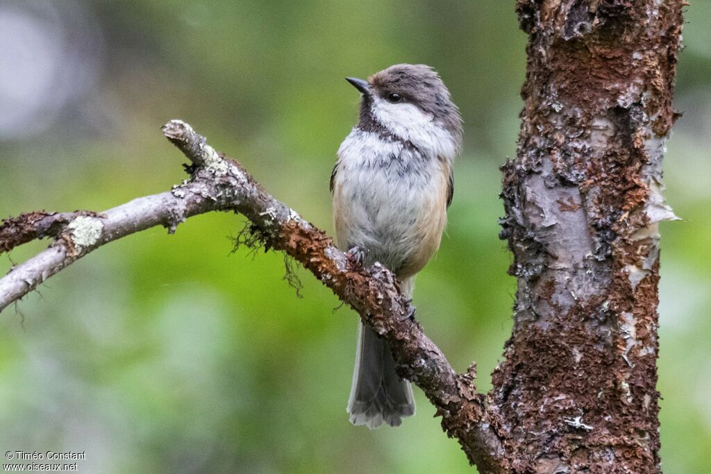 Grey-headed Chickadeeadult, identification, aspect, pigmentation