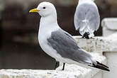 Mouette tridactyle