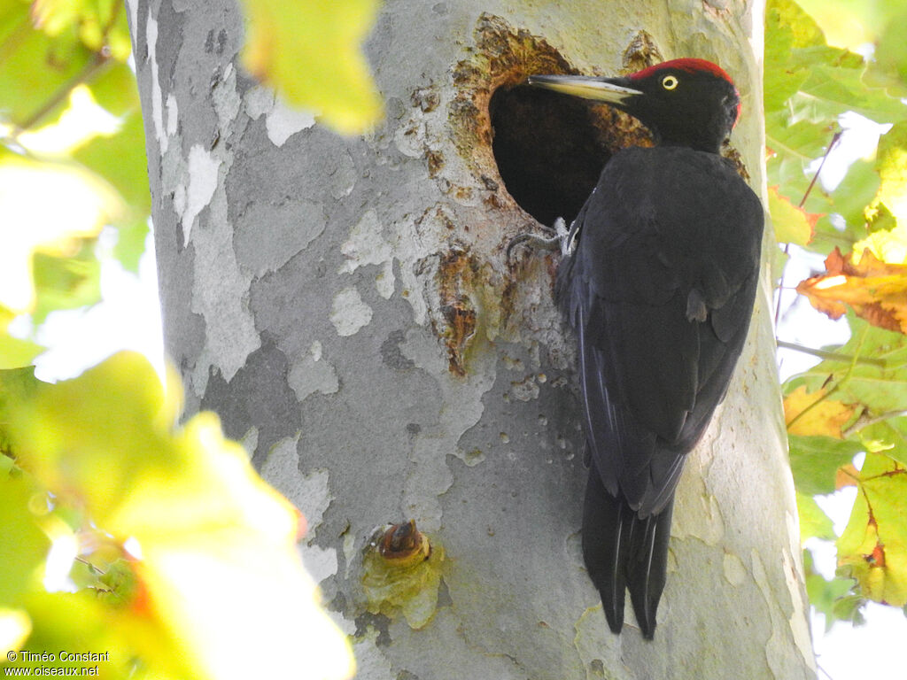 Black Woodpecker male adult, identification, aspect, pigmentation