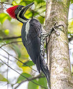 Lineated Woodpecker