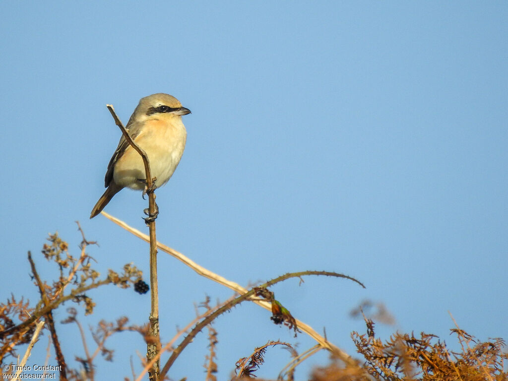 Isabelline Shrike, identification, aspect, pigmentation