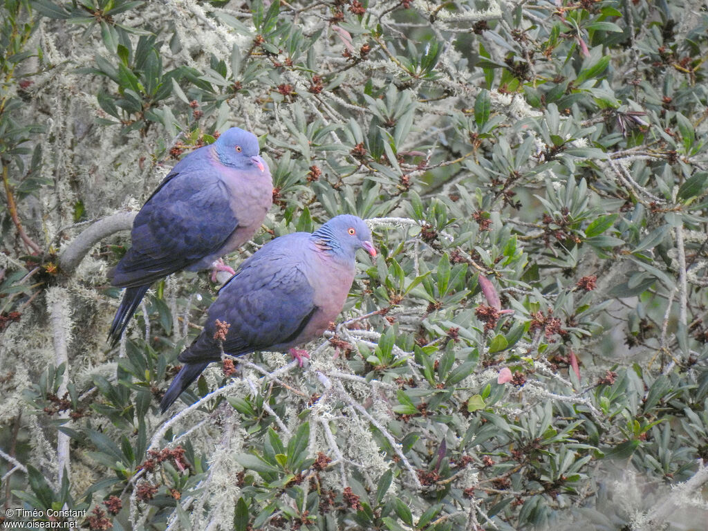 Pigeon de Bolle, habitat, composition, pigmentation