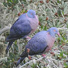 Pigeon de Bolle