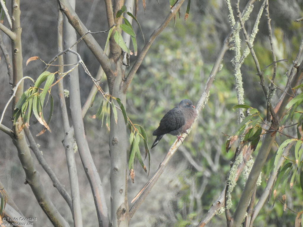Bolle's Pigeon, aspect, pigmentation