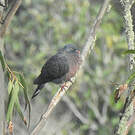 Pigeon de Bolle