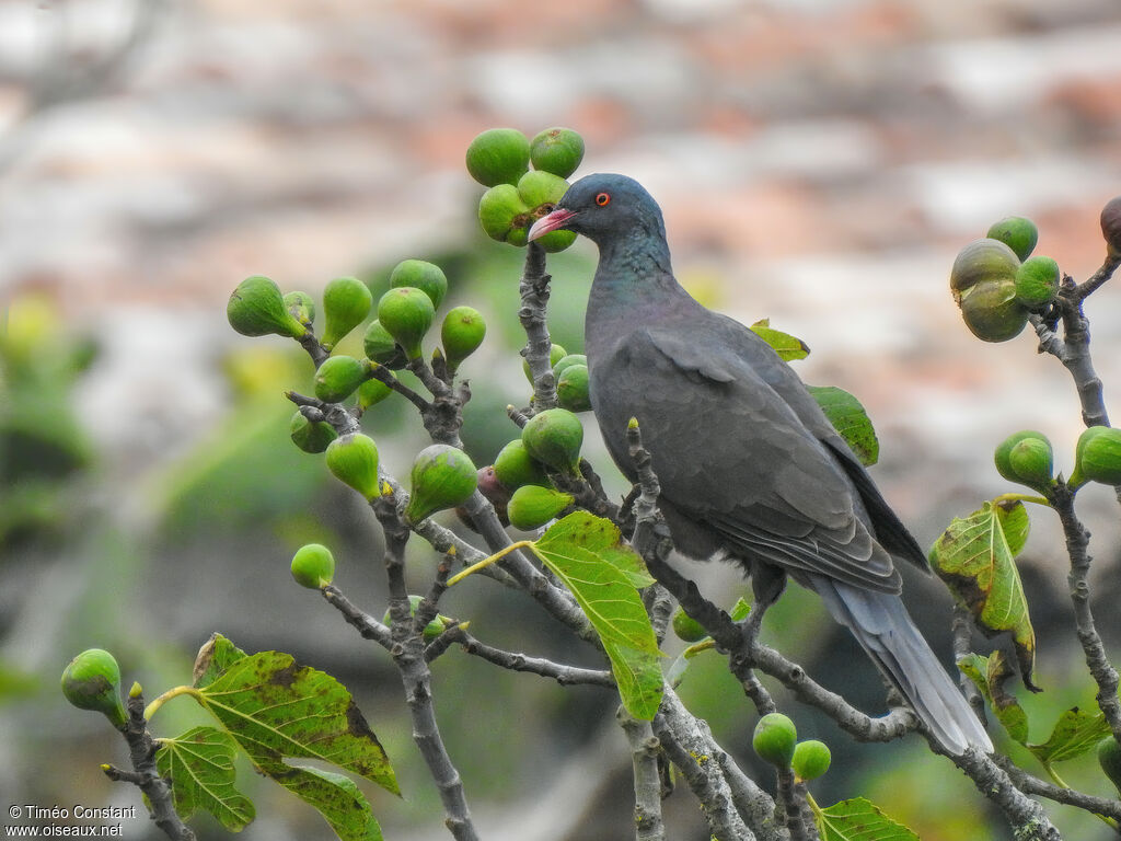 Laurel Pigeonadult, identification, aspect, pigmentation, feeding habits