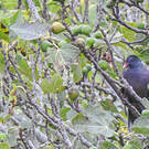 Pigeon des lauriers