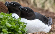 Pingouin torda