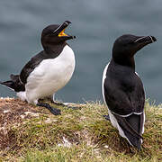 Razorbill