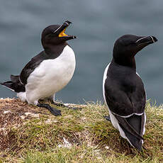 Pingouin torda