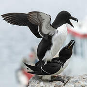 Razorbill