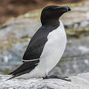 Pingouin torda