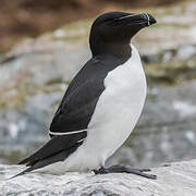 Razorbill