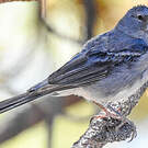 Pinson bleu
