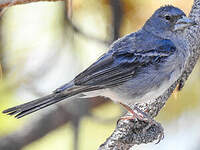 Pinson bleu