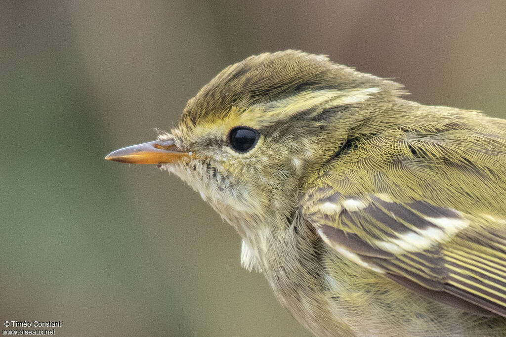 Pouillot à grands sourcils
