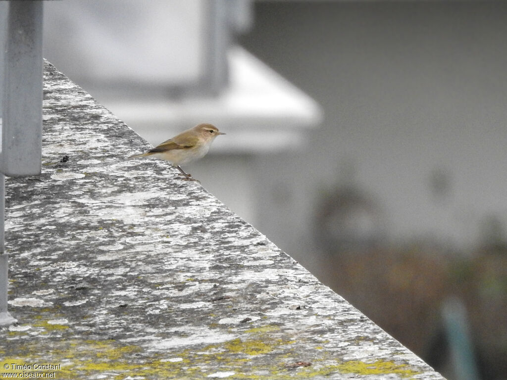 Pouillot de Sibérie, identification, marche
