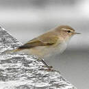 Pouillot de Sibérie