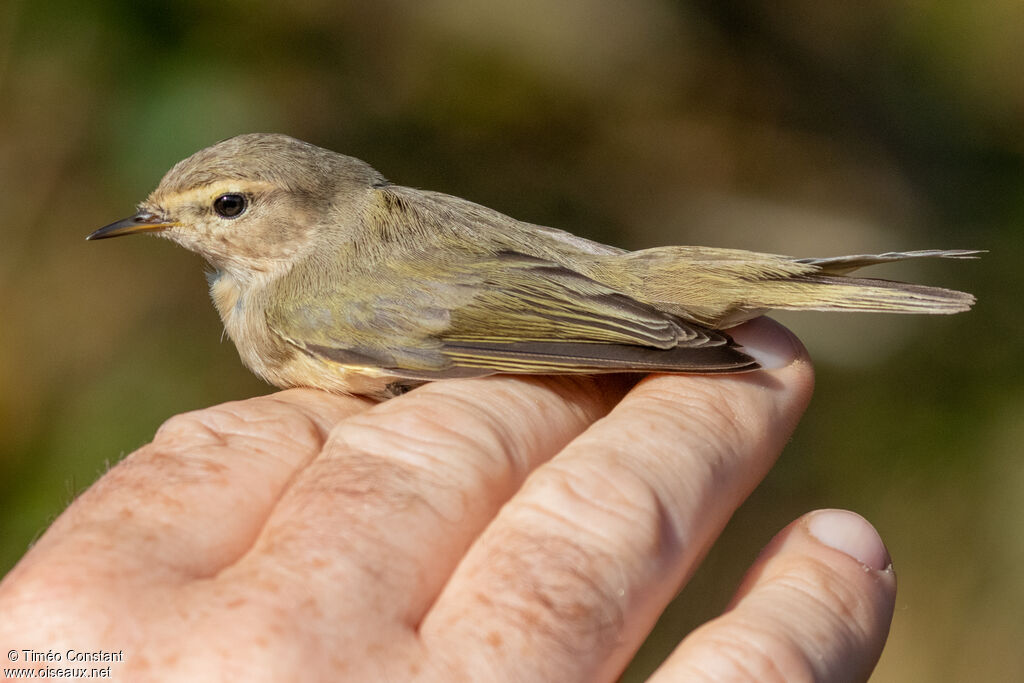 Pouillot de Sibérie, identification, composition