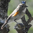 Robin à flancs roux