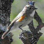 Robin à flancs roux