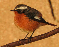 Rougequeue de Moussier