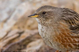 Alpine Accentor