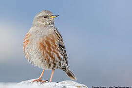 Alpine Accentor