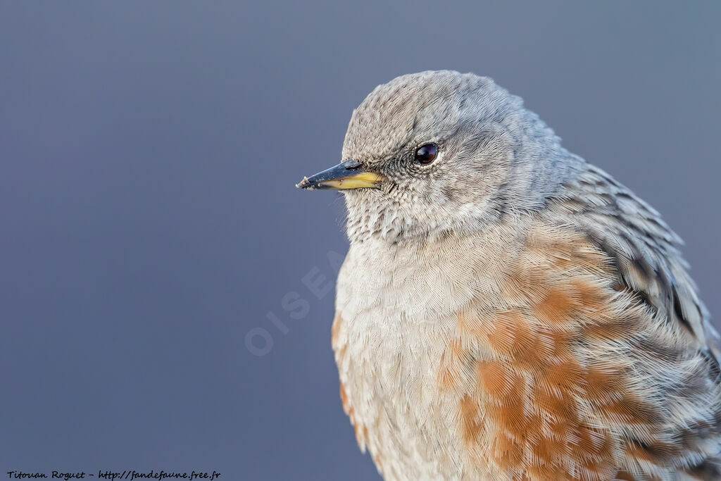 Alpine Accentor