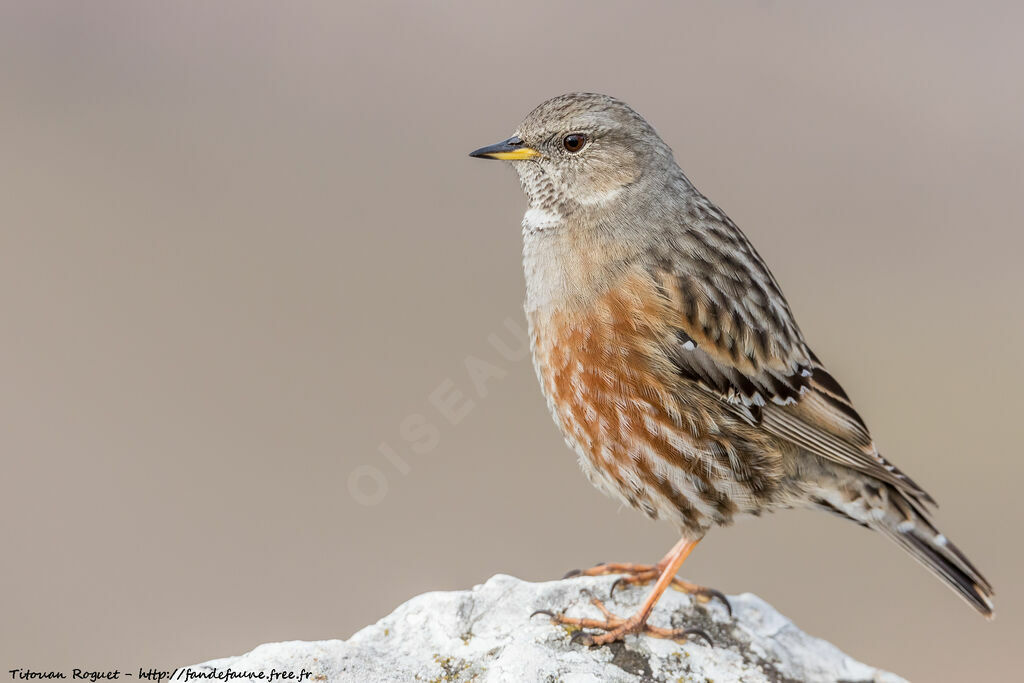 Alpine Accentor