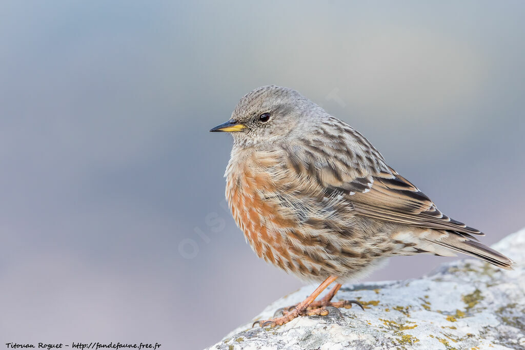 Alpine Accentor