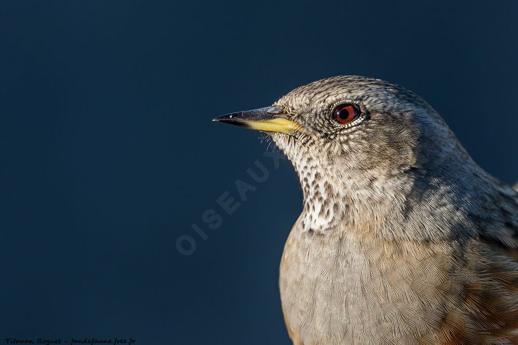 Alpine Accentor