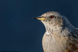 Alpine Accentor