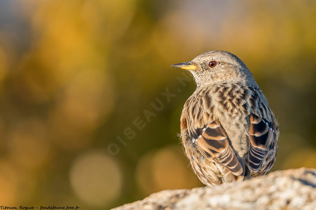 Alpine Accentor