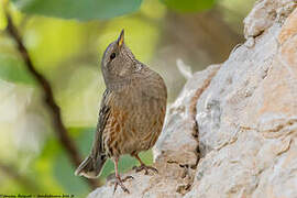 Alpine Accentor