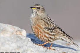 Alpine Accentor