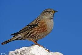 Alpine Accentor