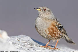 Alpine Accentor