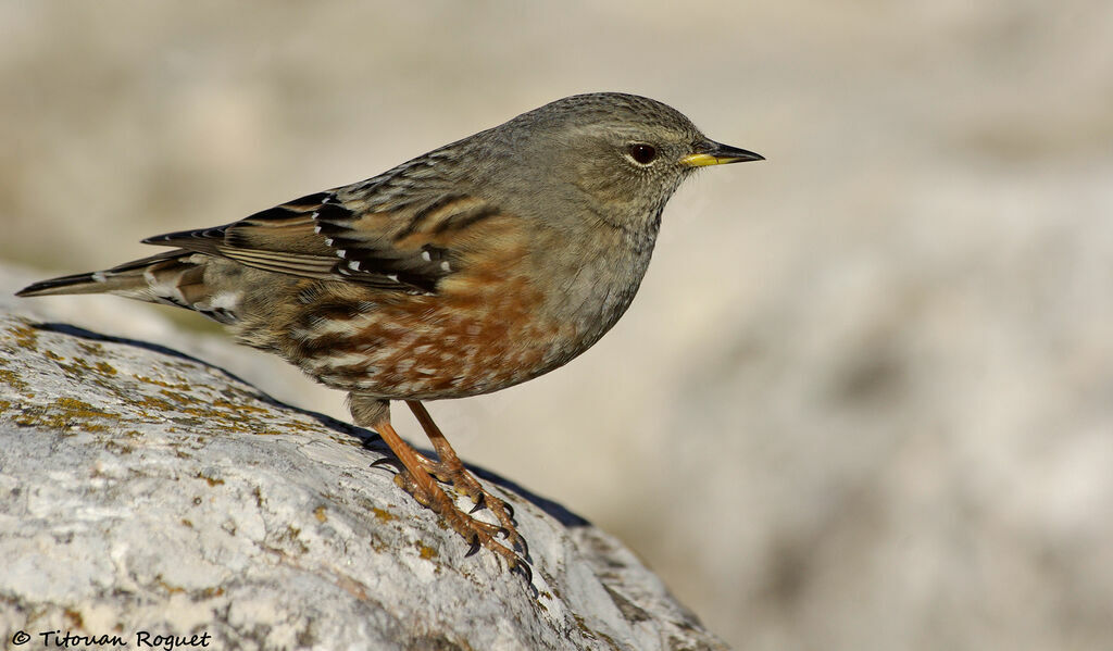 Alpine Accentor